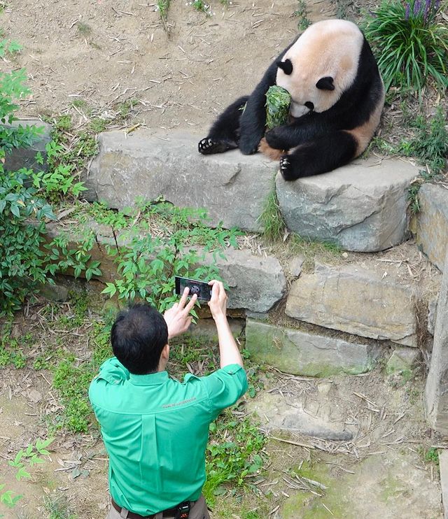 gau-truc-fubao-ivivu-10