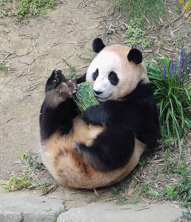 gau-truc-fubao-ivivu-11