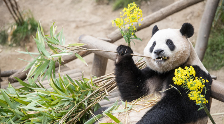 gau-truc-fubao-ivivu-4