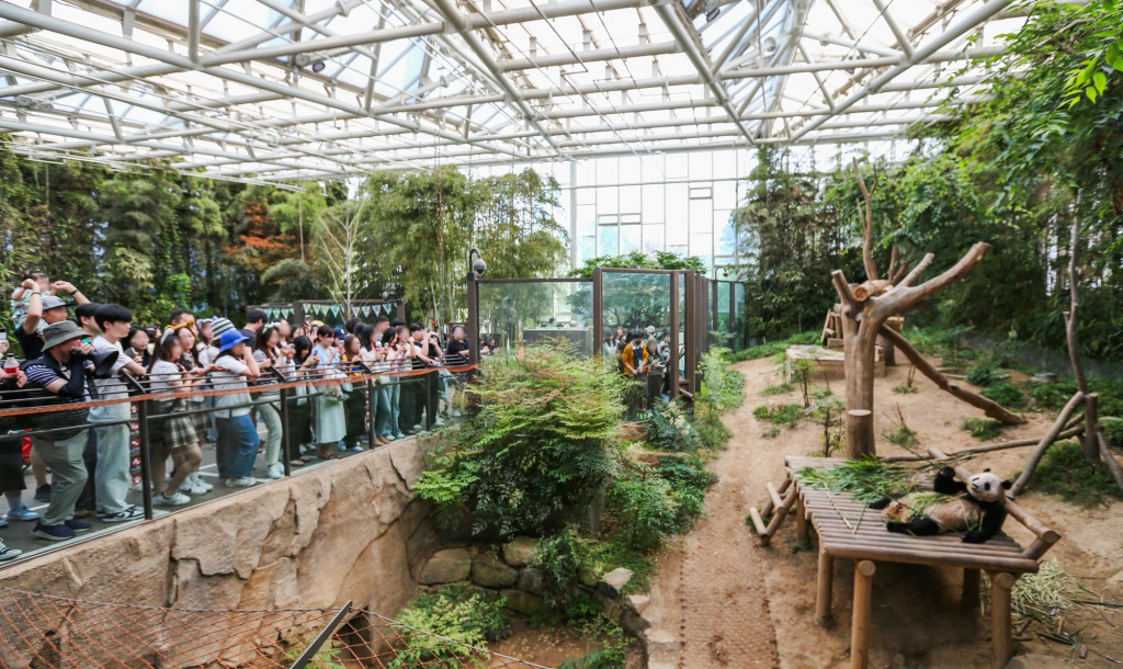 Du khách tò mò xem Fubao