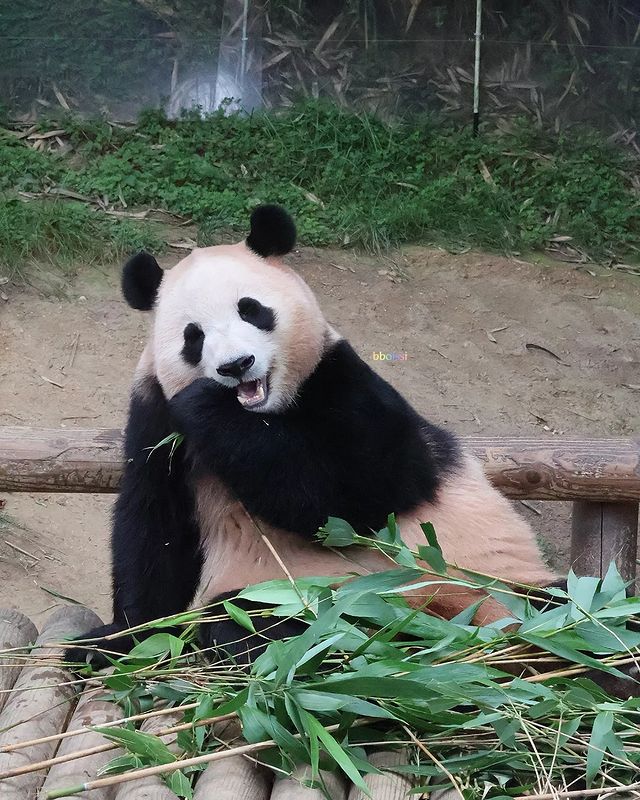 gau-truc-fubao-ivivu-7