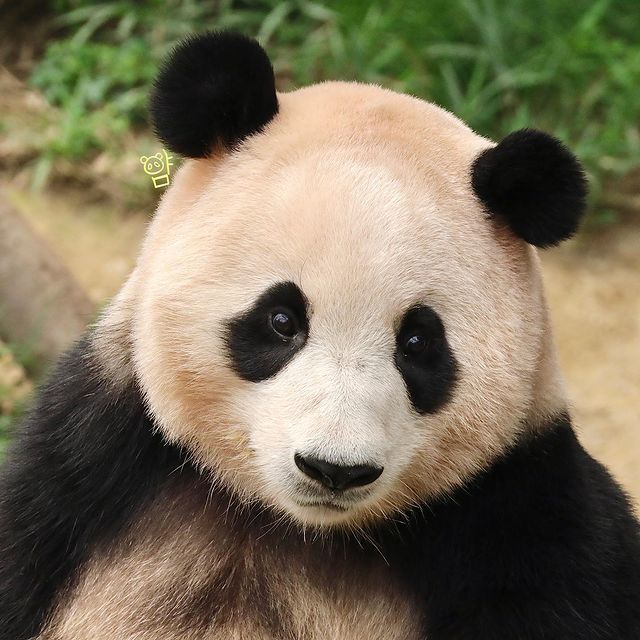 gau-truc-fubao-ivivu-8