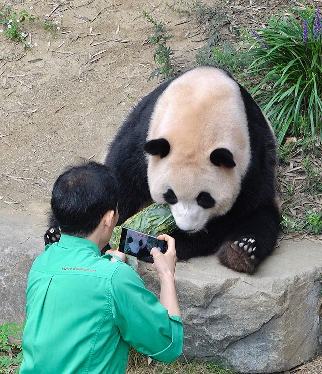 gau-truc-fubao-ivivu-9