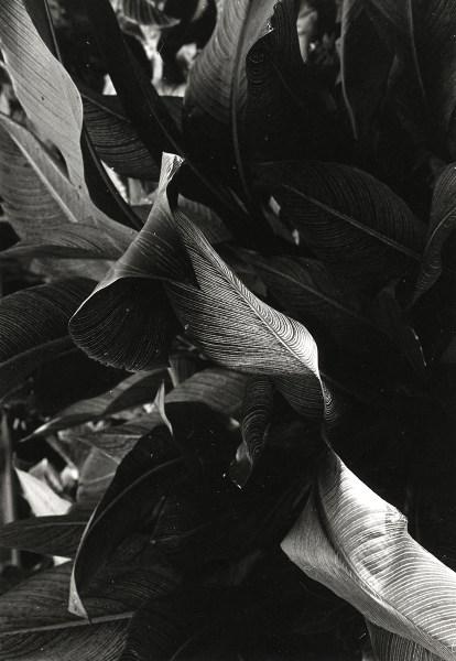 Jay DeFeo: Untitled, 1972, gelatin silver print, 9 1/4 by 6 3/8 inches.