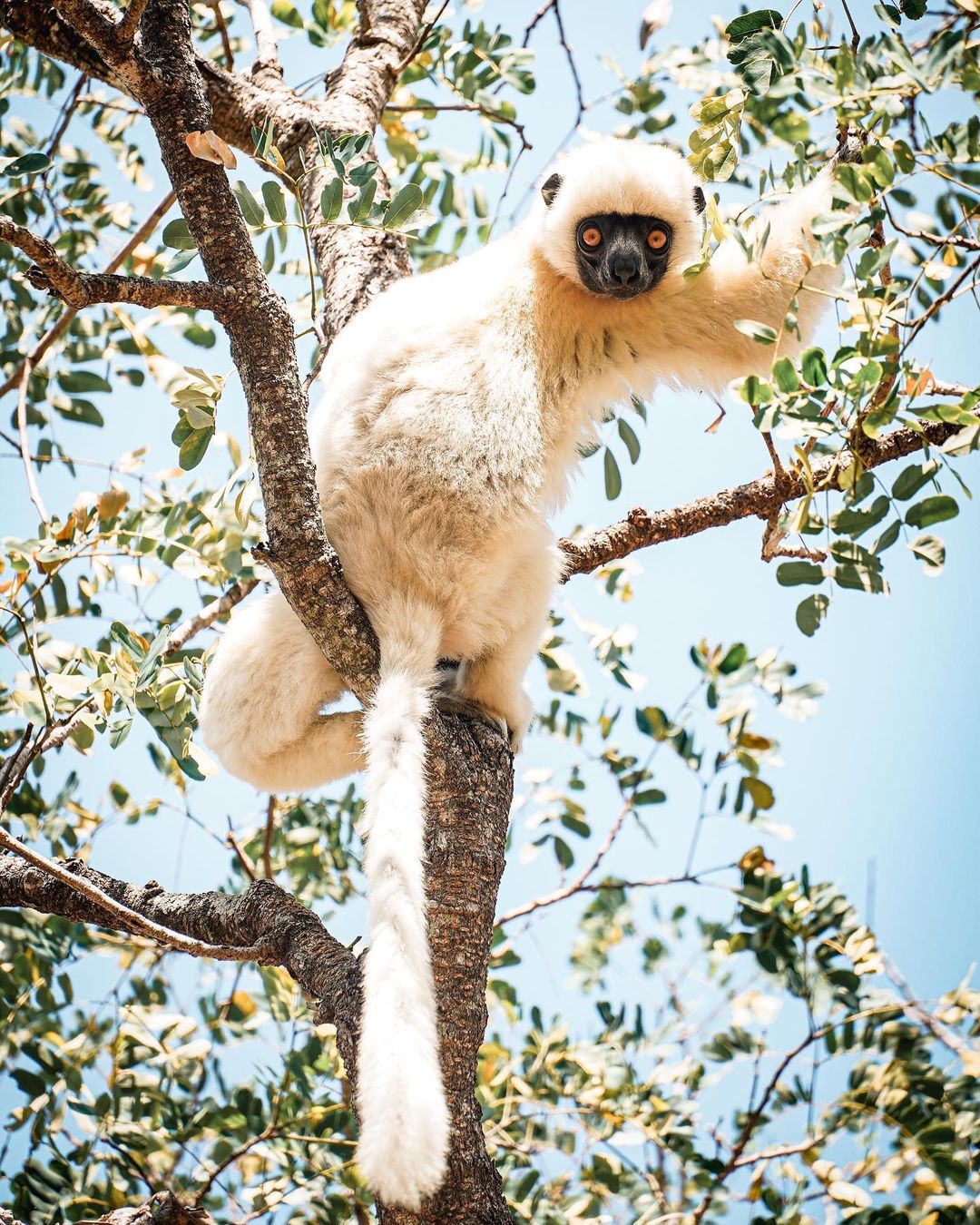 Rừng -đá -Tsingy-ivivu-6