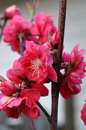 Đón xuân về, dân sành chơi hoa Tết đều biết đến 5 loại đào này