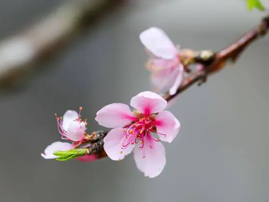 Đón xuân về, dân sành chơi hoa Tết đều biết đến 5 loại đào này