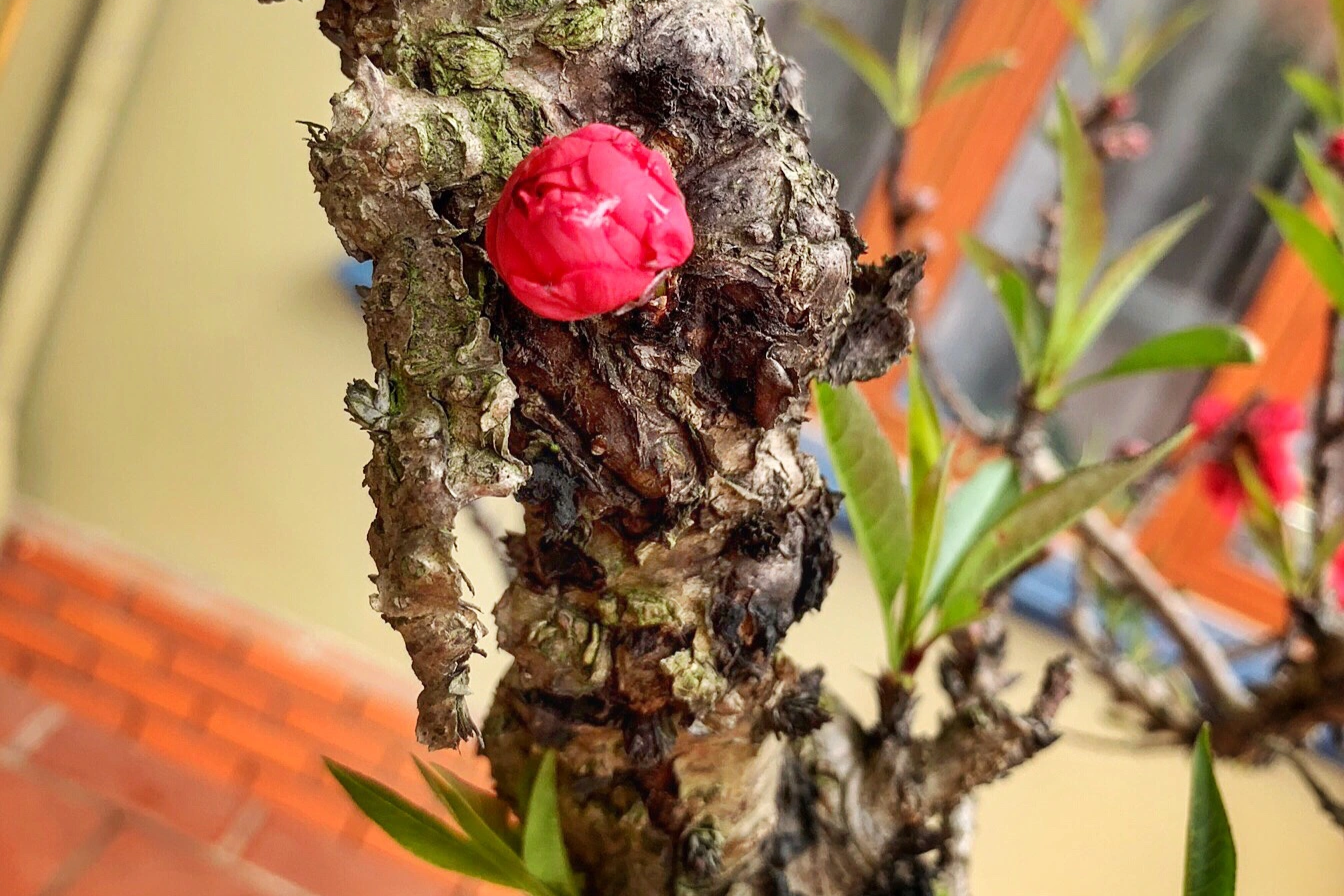 Đón xuân về, dân sành chơi hoa Tết đều biết đến 5 loại đào này