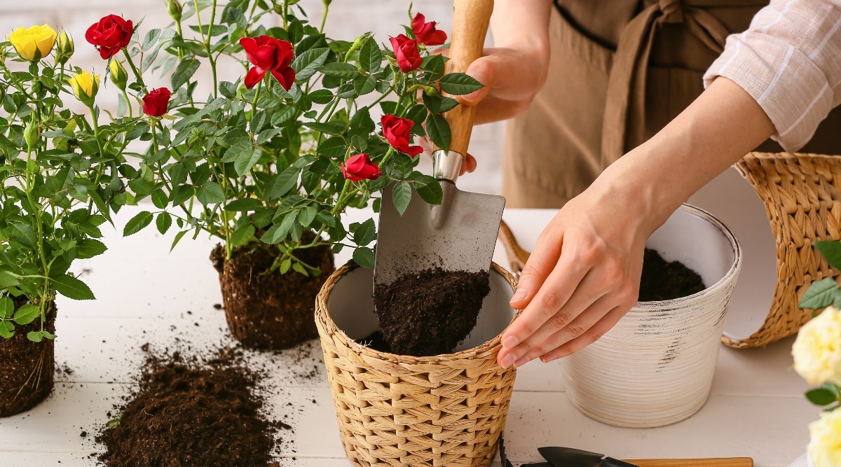 4 loại hoa vô cùng thích hợp để trồng trong nhà dịp Tết Nguyên đán