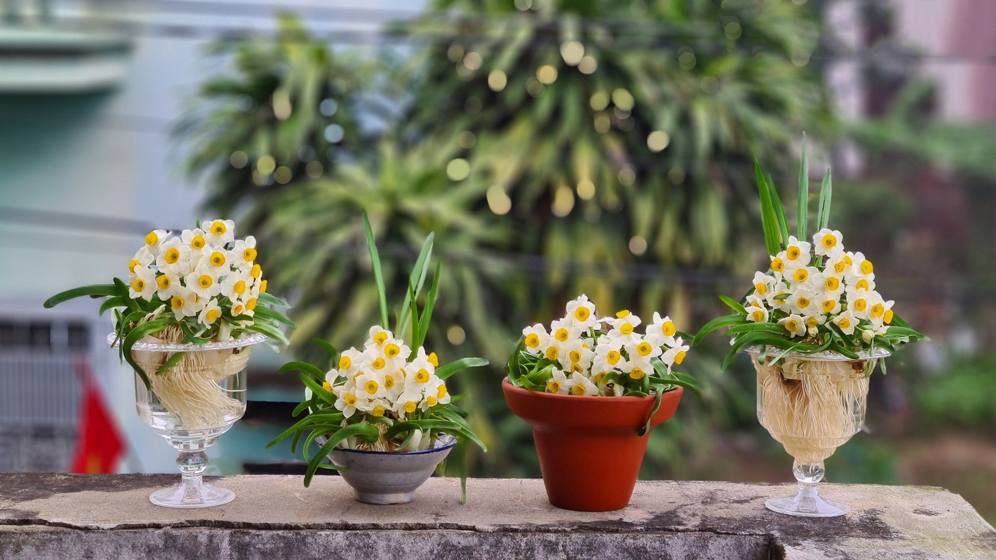 4 loại hoa vô cùng thích hợp để trồng trong nhà dịp Tết Nguyên đán