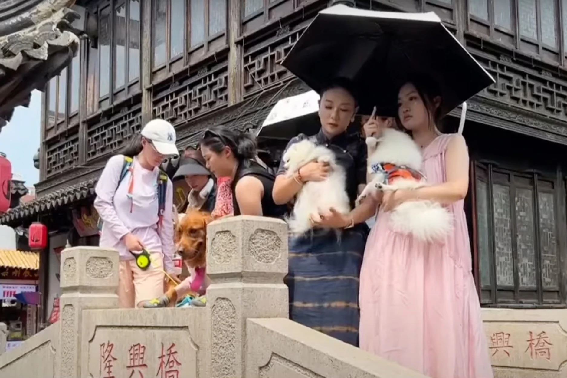 Thú cưng du lịch