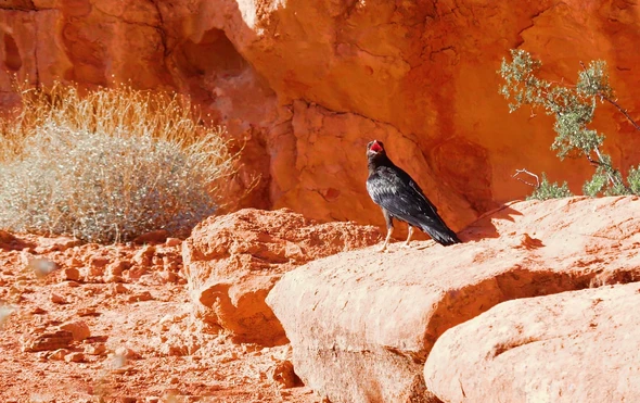 Seven Magic Mountains
