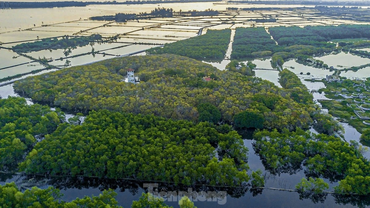 Rừng ngập mặn Rú Chá - Điểm đến không thể bỏ qua khi đến Huế