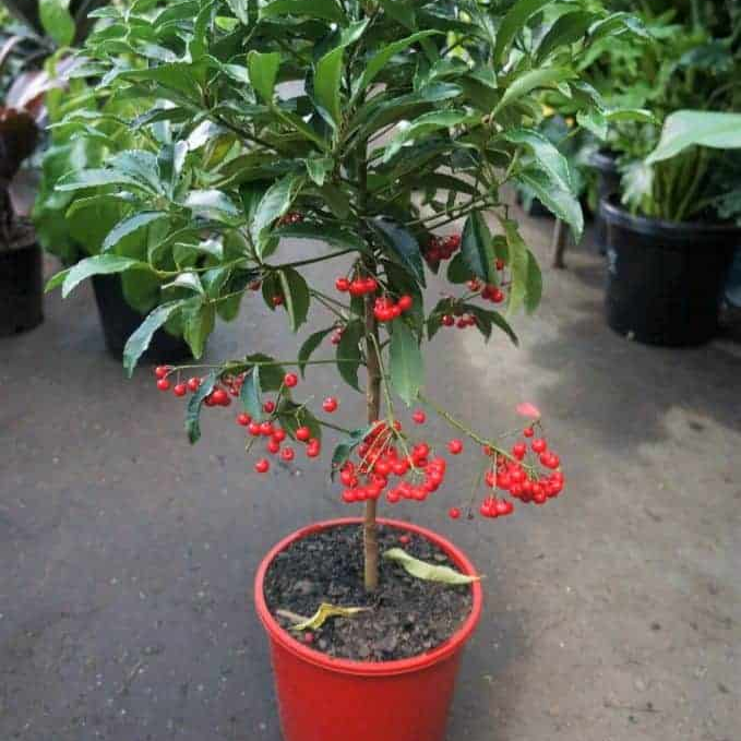 Ý nghĩa của cây ngân lượng ai cũng muốn sở hữu 1 chậu trong ngày Tết