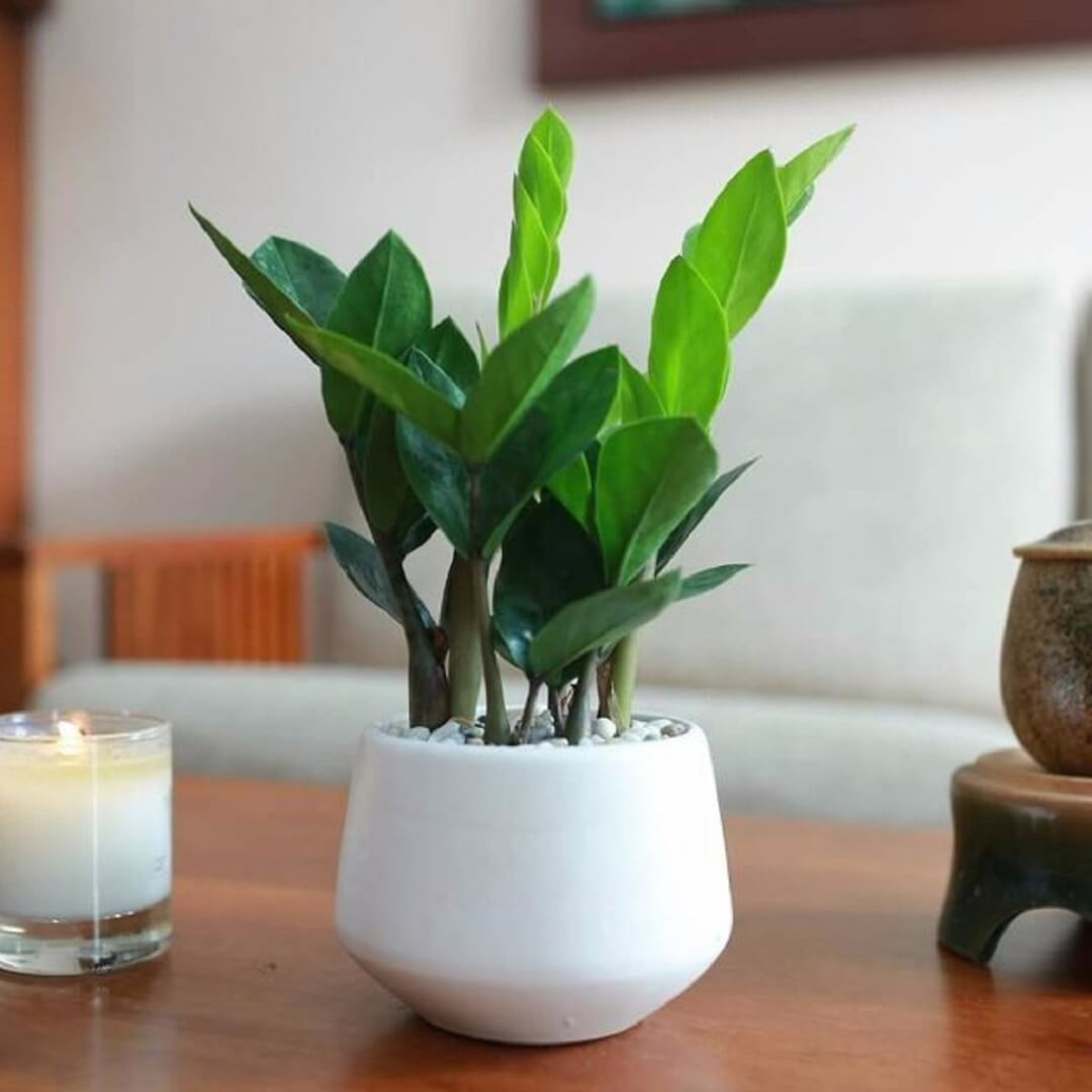 6 loại cây mang ý nghĩa tài lộc tốt, thích hợp chưng ban thờ Thần Tài