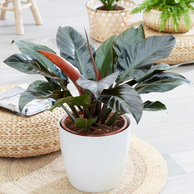 6 loại cây mang ý nghĩa tài lộc tốt, thích hợp chưng ban thờ Thần Tài