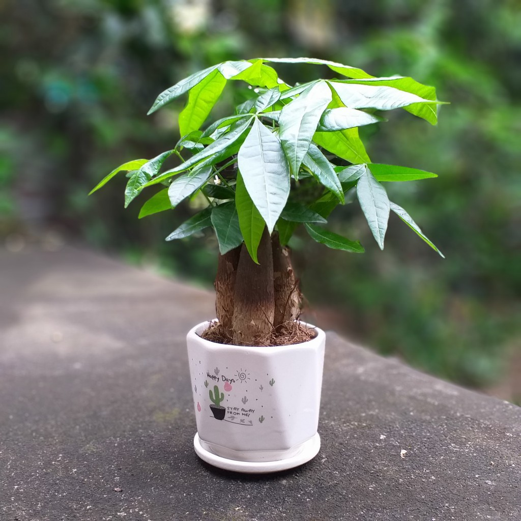 6 loại cây mang ý nghĩa tài lộc tốt, thích hợp chưng ban thờ Thần Tài