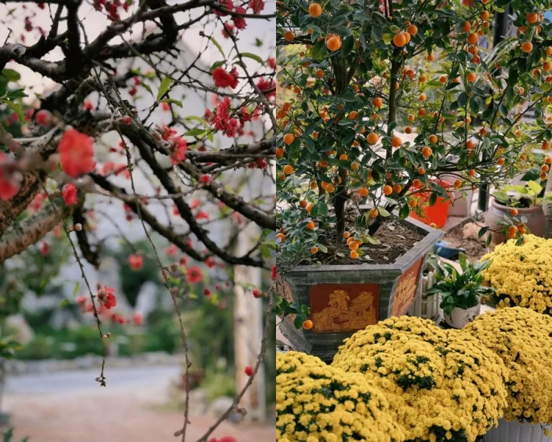 Sao Việt rộn ràng đón Xuân