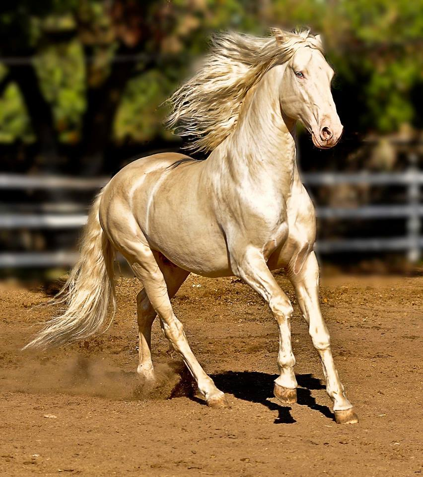 giống ngựa quý Akhal-Teke