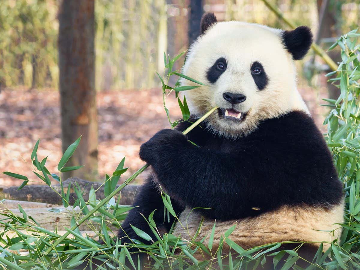 Du lịch Cửu Trại Câu tứ xuyên