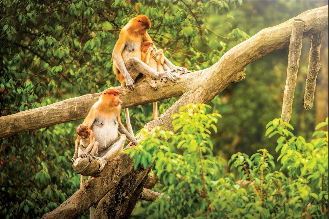 Check-in Sabah đẹp “hút hồn” tại thiên đường nhiệt đới Malaysia