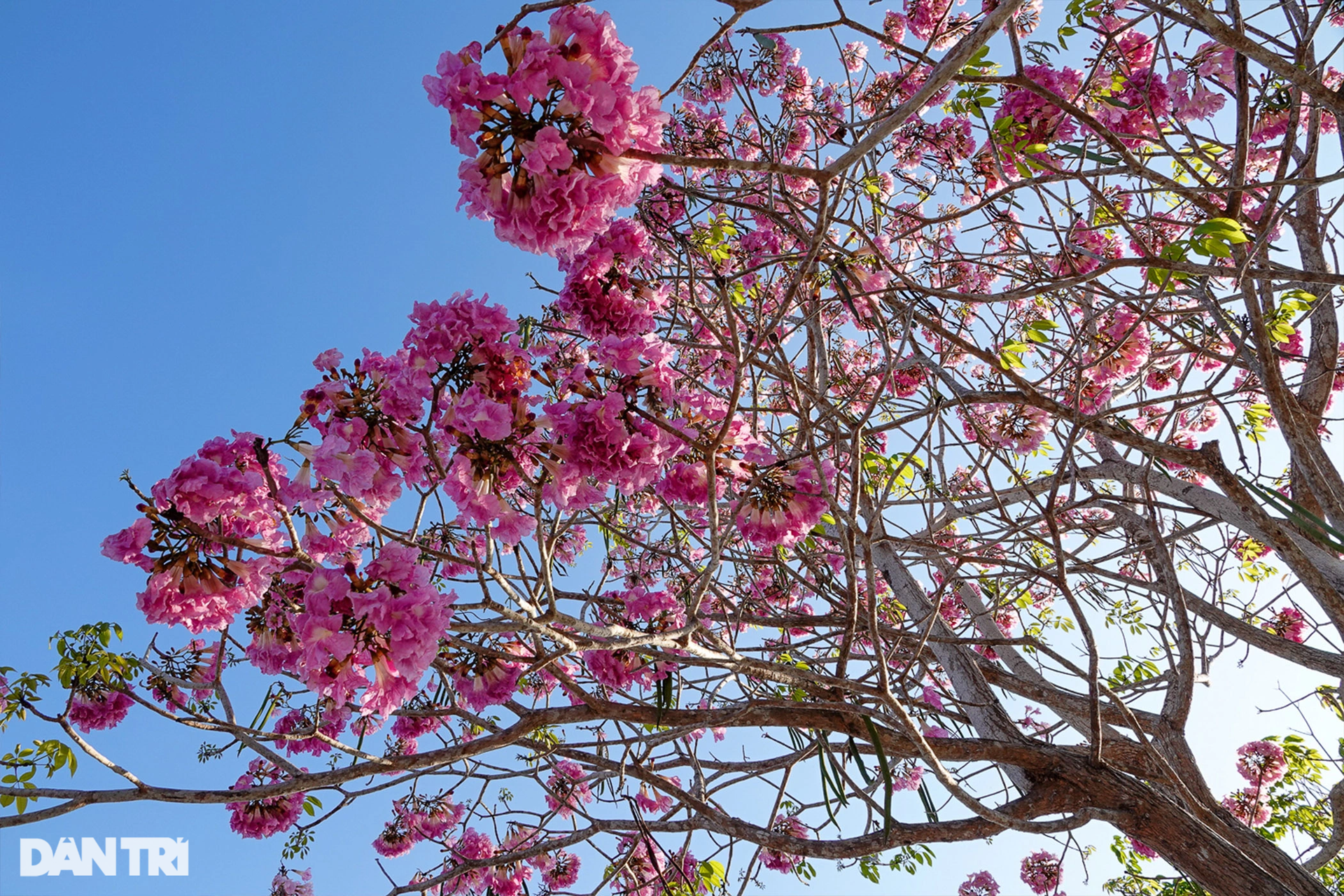 Đường hoa kèn hồng