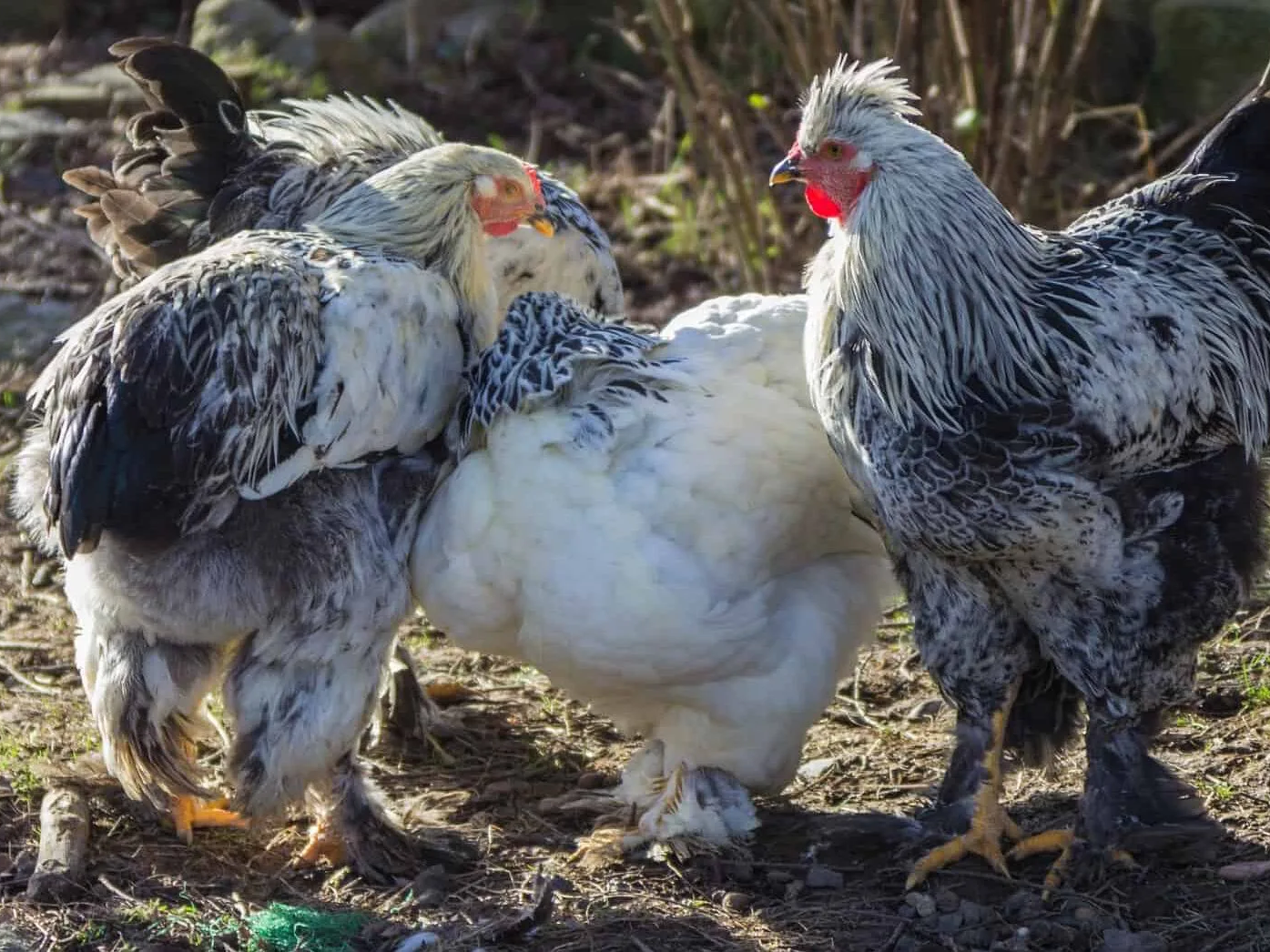 Loài gà khổng lồ mệnh danh "Vua gà", giá cực đắt 30 triệu/cặp