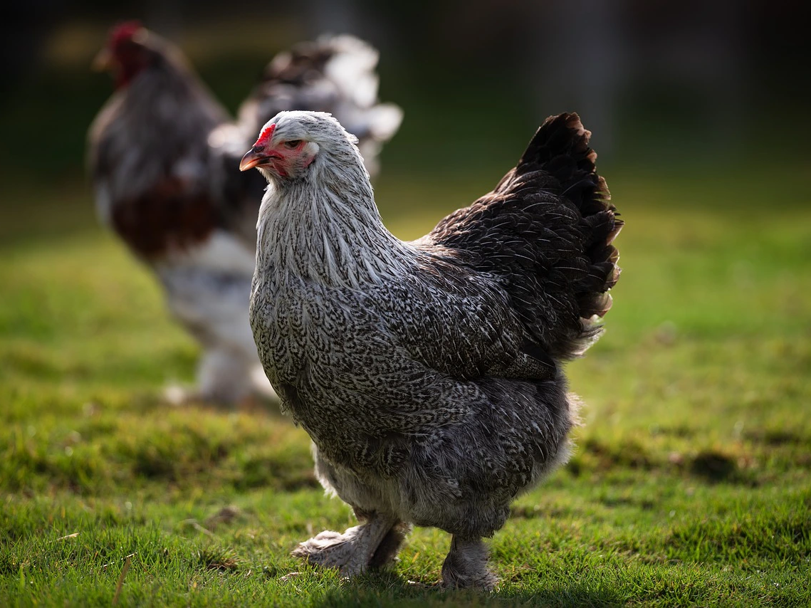 Loài gà khổng lồ mệnh danh "Vua gà", giá cực đắt 30 triệu/cặp