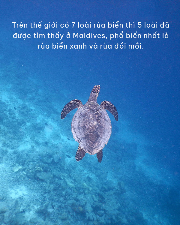 Từ Maldives đến Madagascar: Vạn dặm dưới đáy đại dương