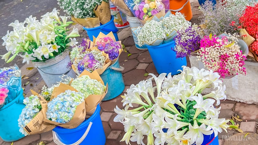 Hoa loa kèn - Món quà tháng Tư của Hà Nội