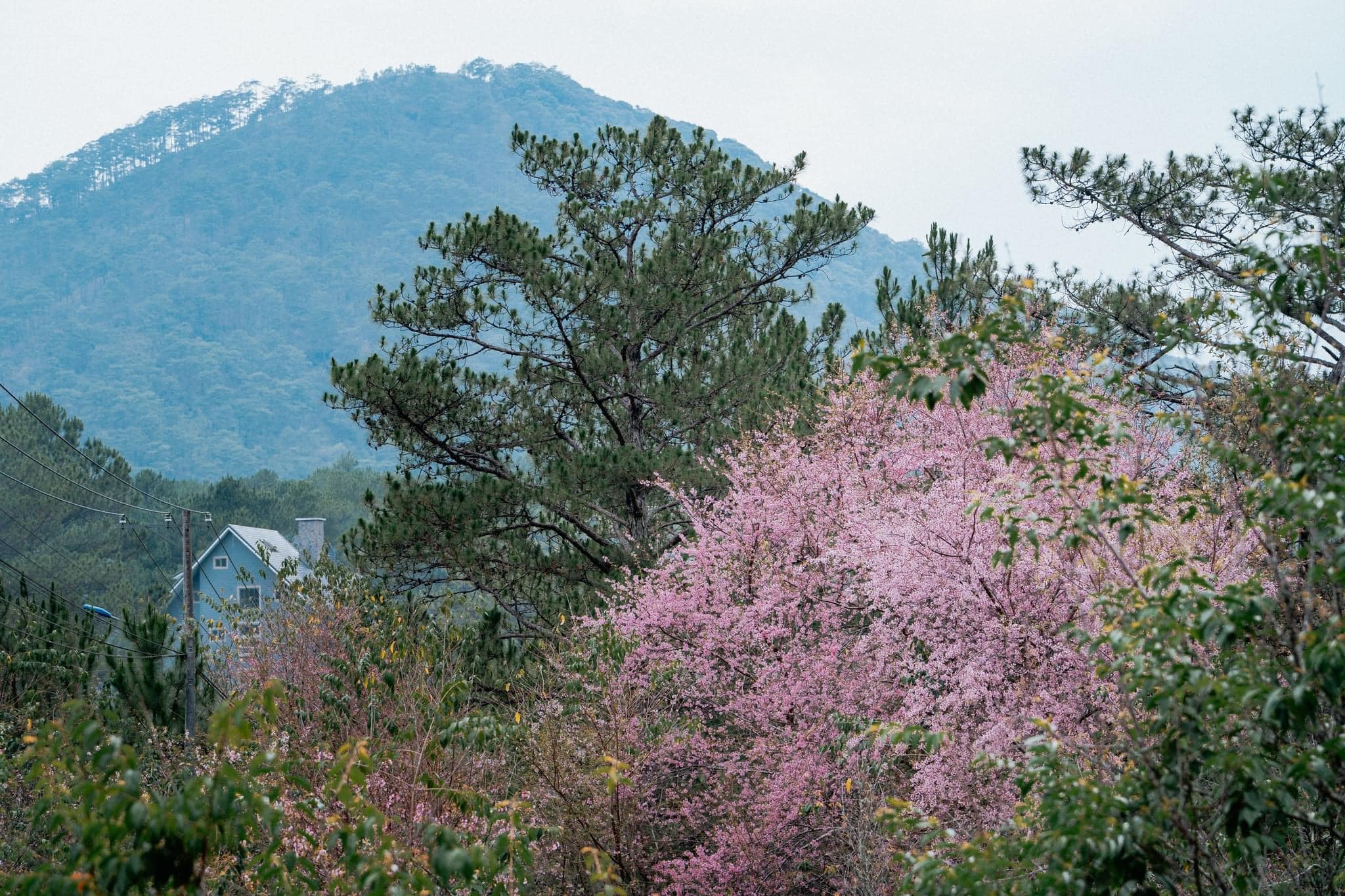 Hoa mai anh đào Đà Lạt