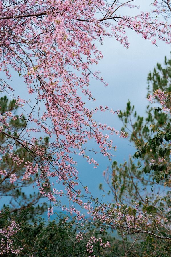 Hoa mai anh đào Đà Lạt