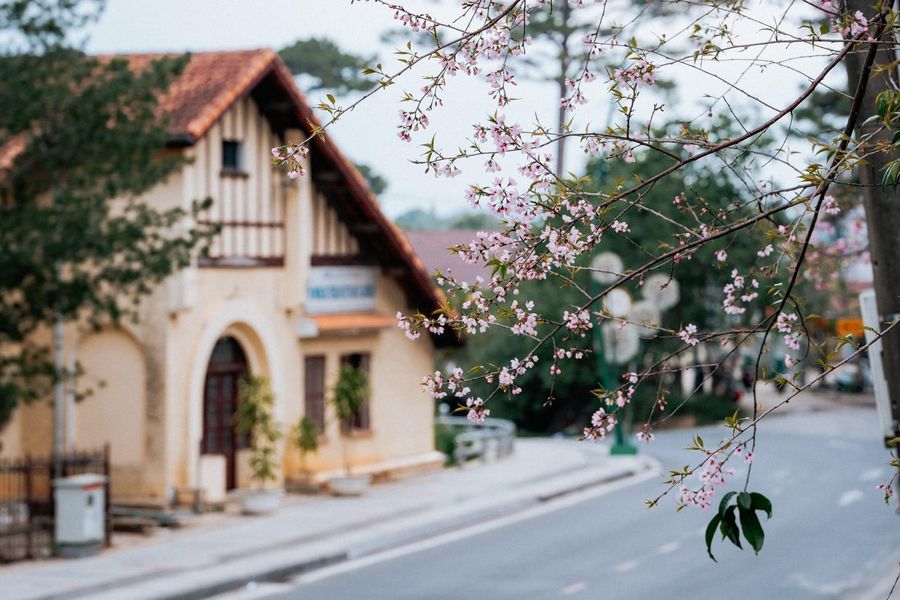 Hoa mai anh đào Đà Lạt