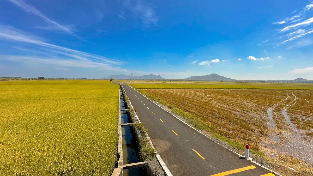 Con đường giữa cánh đồng vàng ruộm ở Vũng Tàu gây sốt