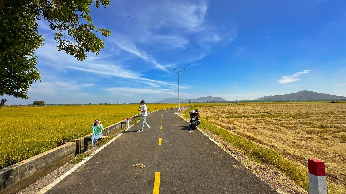 Con đường giữa cánh đồng vàng ruộm ở Vũng Tàu gây sốt