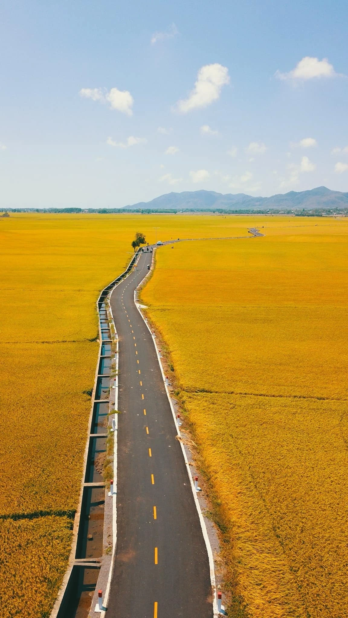 Con đường giữa cánh đồng vàng ruộm ở Vũng Tàu gây sốt