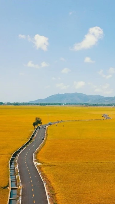 Con đường giữa cánh đồng vàng ruộm ở Vũng Tàu gây sốt