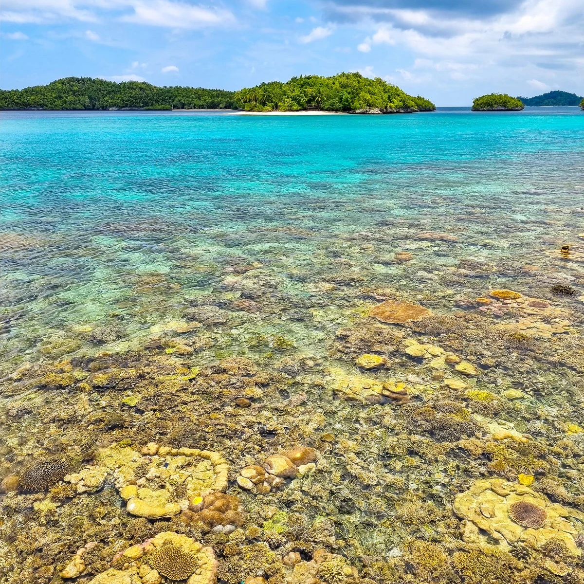 Tôi đến New Guinea săn cá khổng lồ