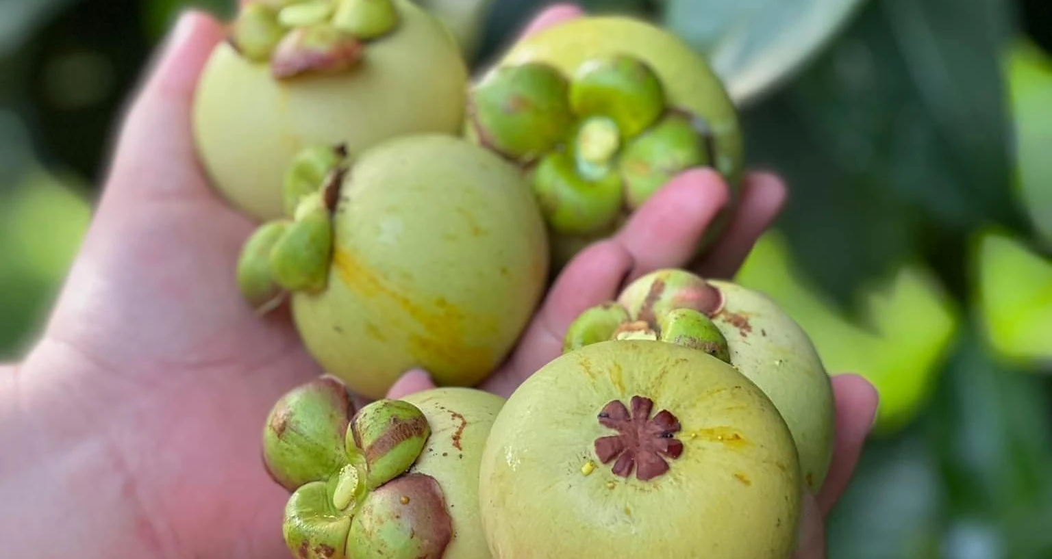 Gỏi gà măng cụt