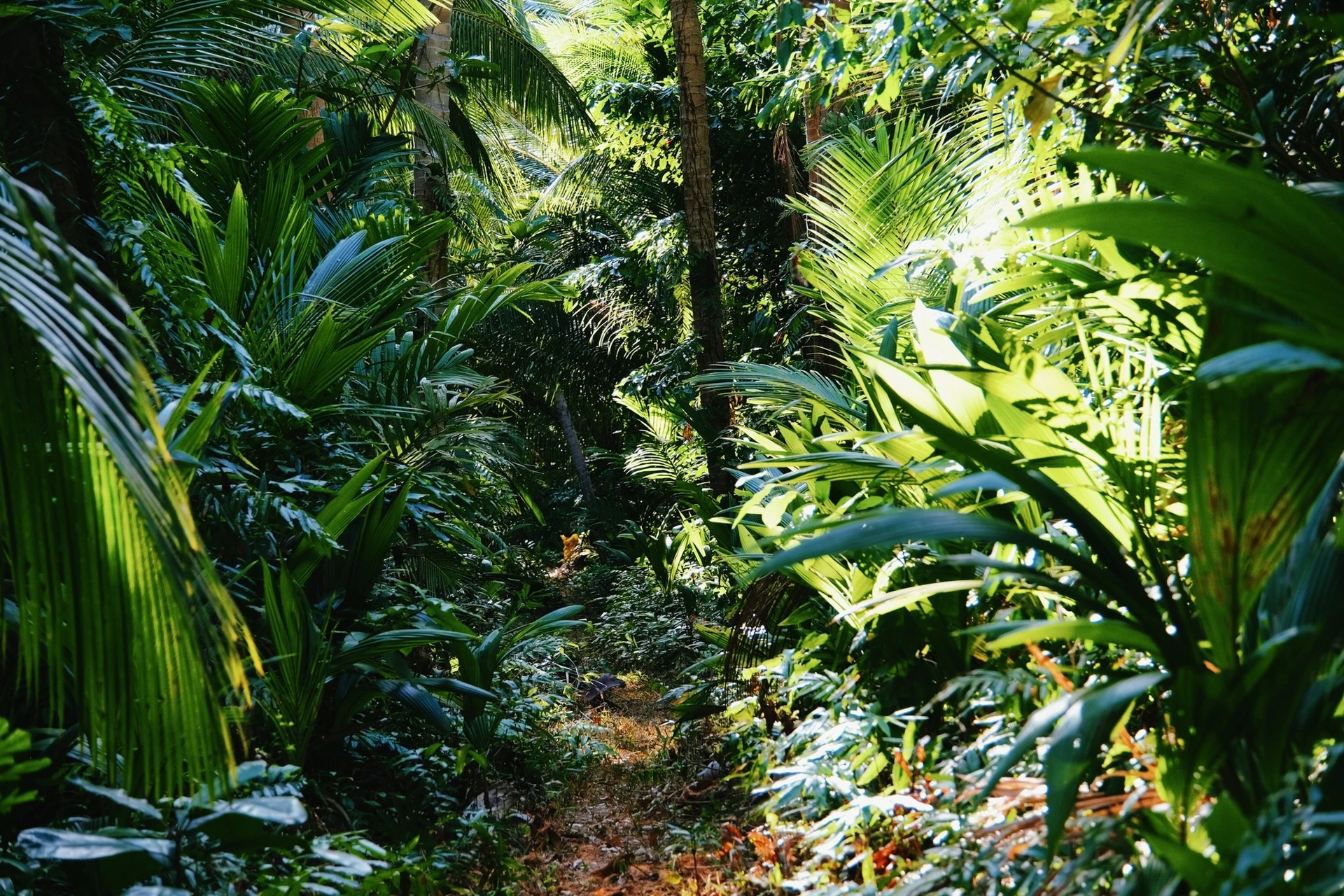 Du lịch Côn Đảo