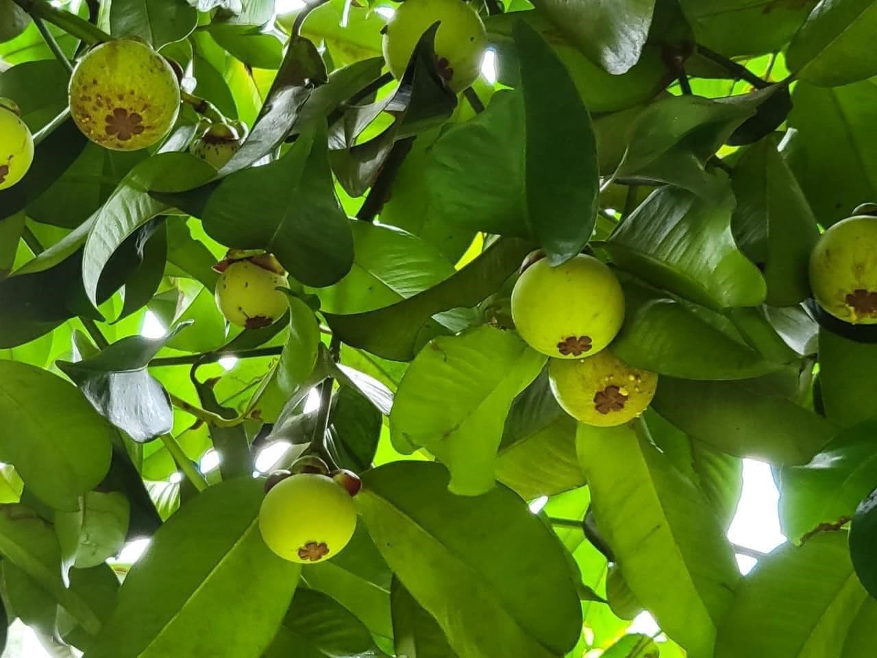 Gỏi gà măng cụt
