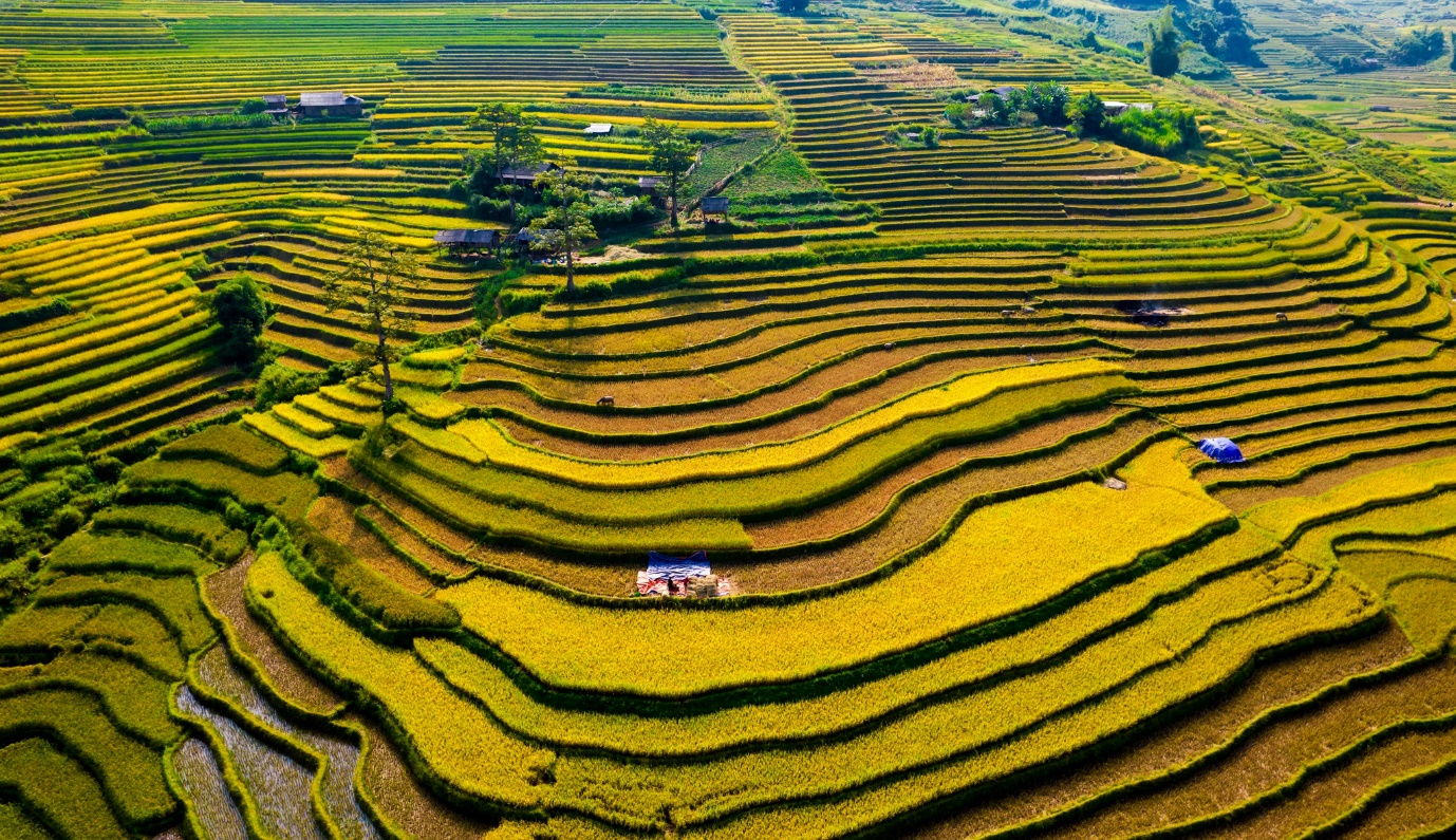 Mù Cang Chải mùa nào đẹp