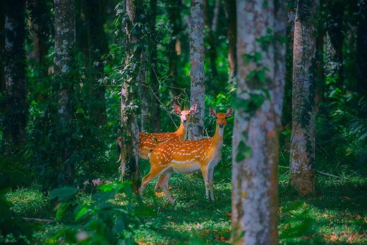 Tour đêm xuyên rừng, ngắm đom đóm tại Cúc Phương gây chú ý
