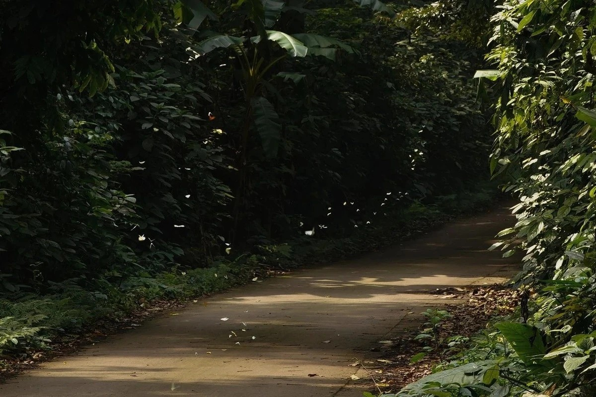 Tour đêm xuyên rừng, ngắm đom đóm tại Cúc Phương gây chú ý