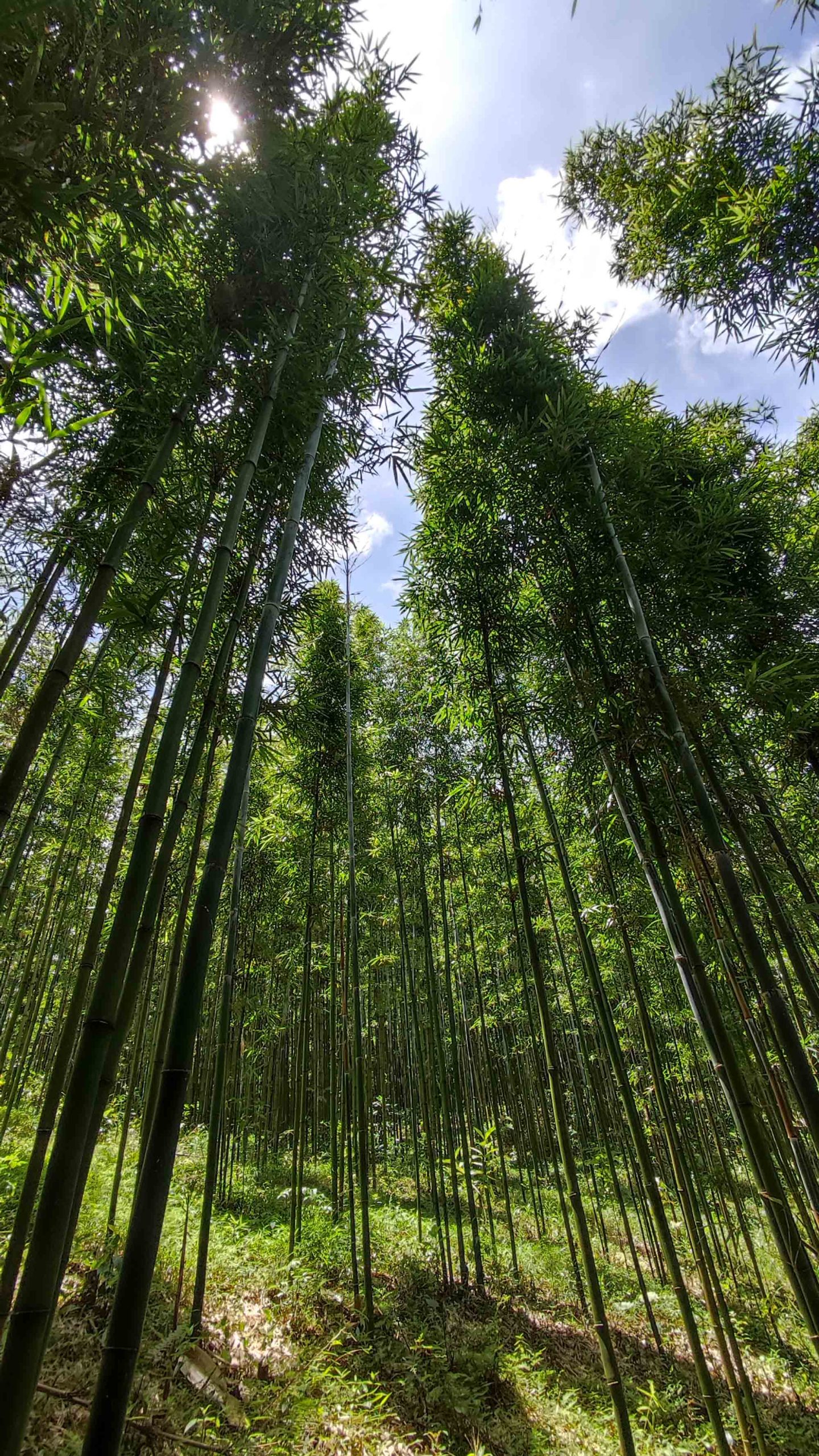 Du lịch Pù Luông