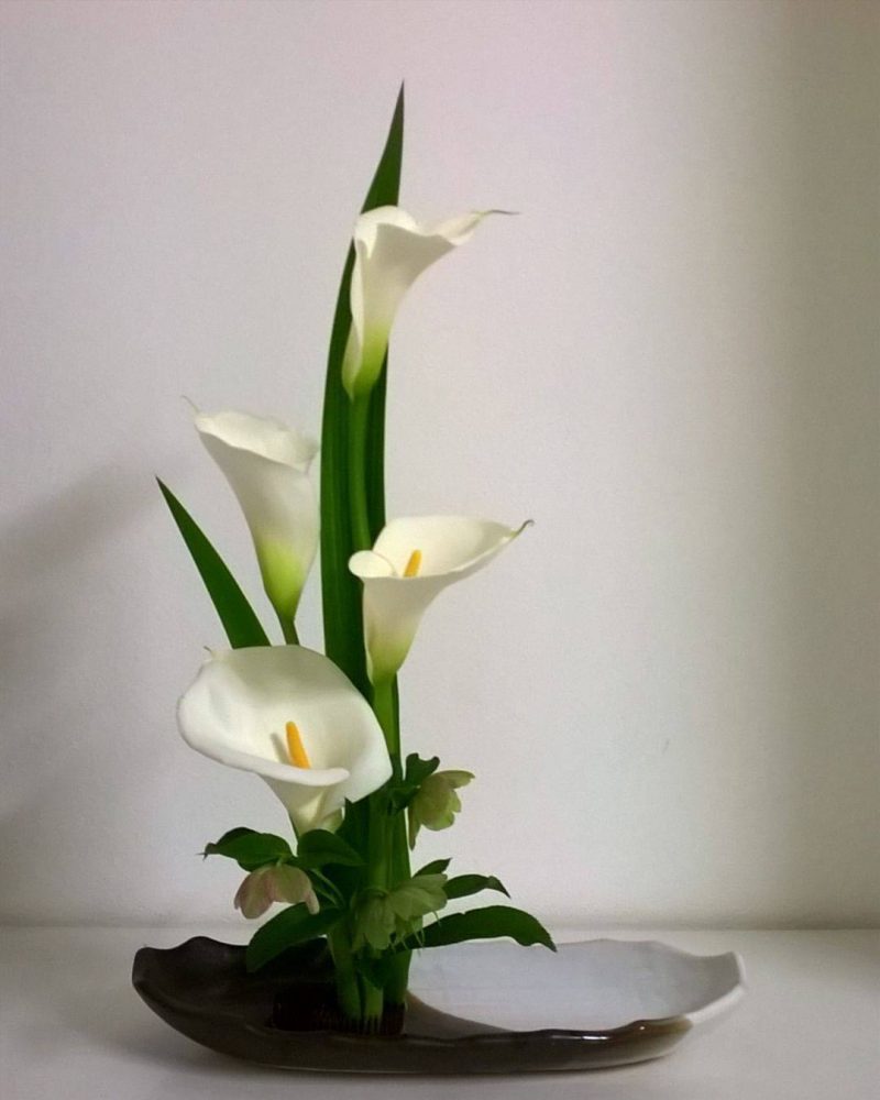 Loài hoa “đỏng đảnh” nhưng nhất định phải cắm vào mùa hè