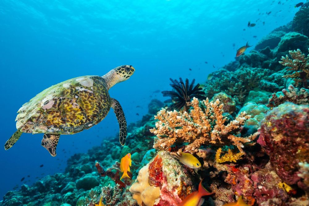 Du lịch Maldives