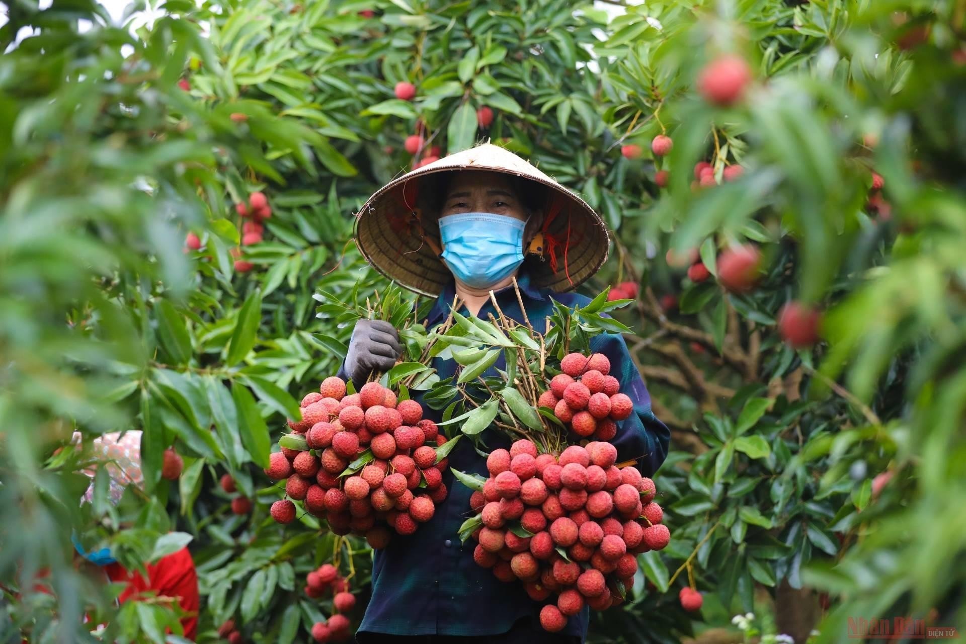 Du lịch Côn Đảo 