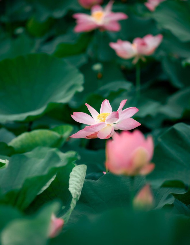 Du lịch Ninh Bình