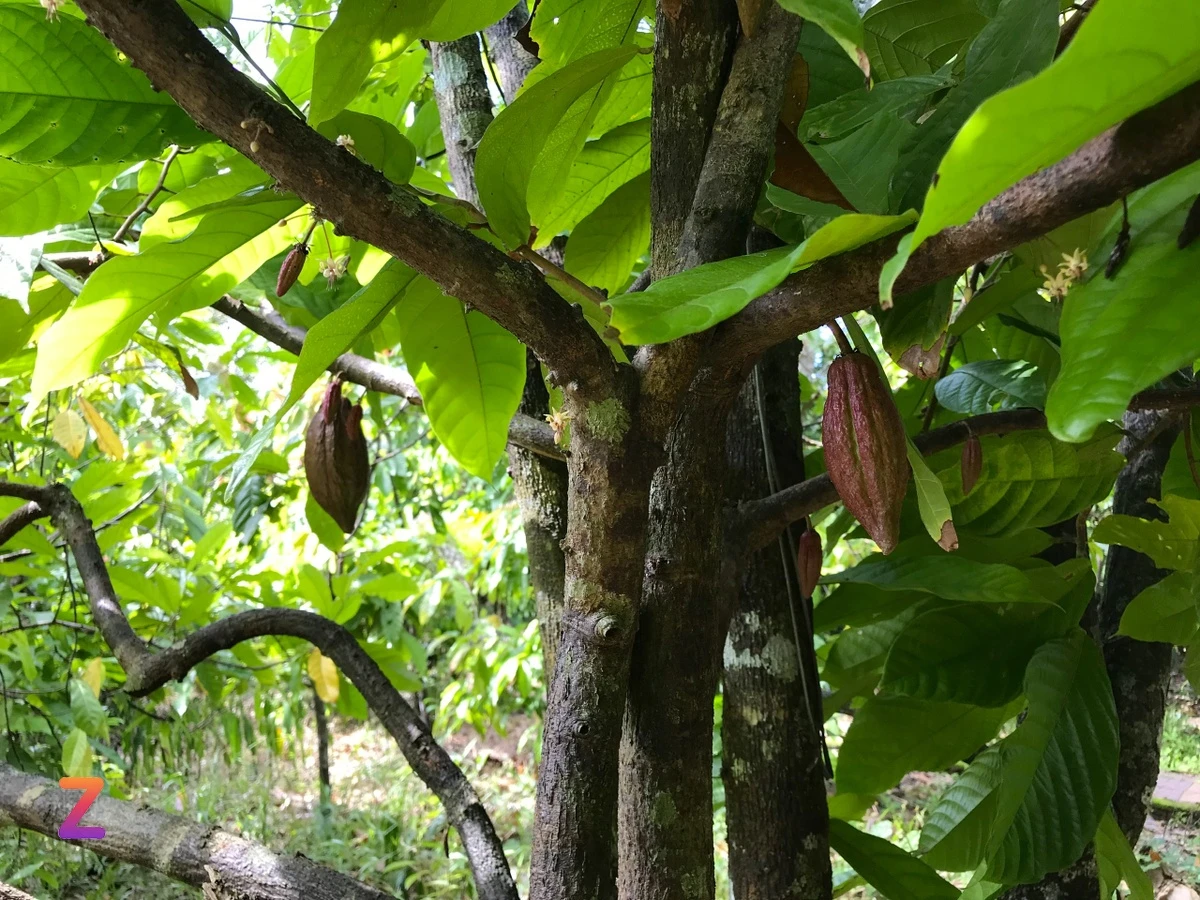 Du lịch Cần Thơ